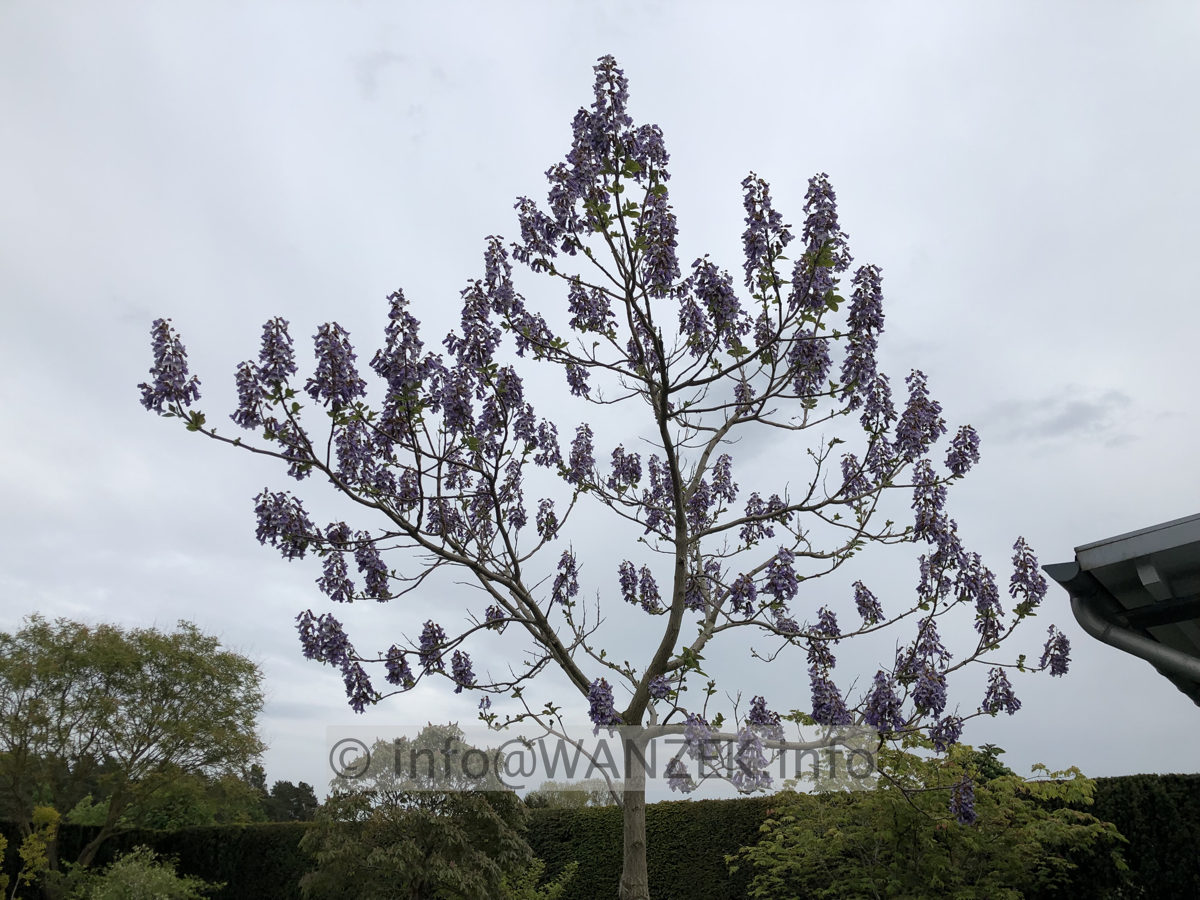 Paulownia tomentosa 014.JPG